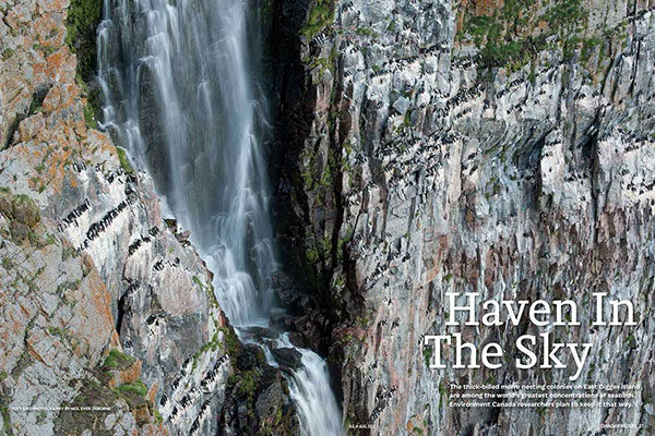 On Assignment: Canadian Wildlife Magazine - Haven in the Sky