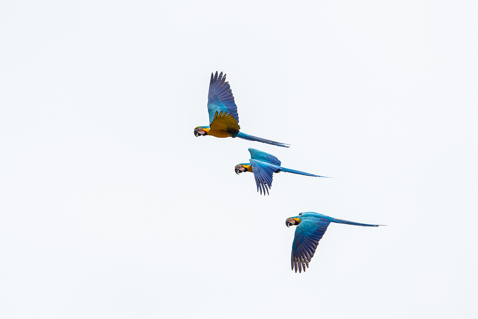 On Assignment: Audubon Magazine - Yasuni National Park