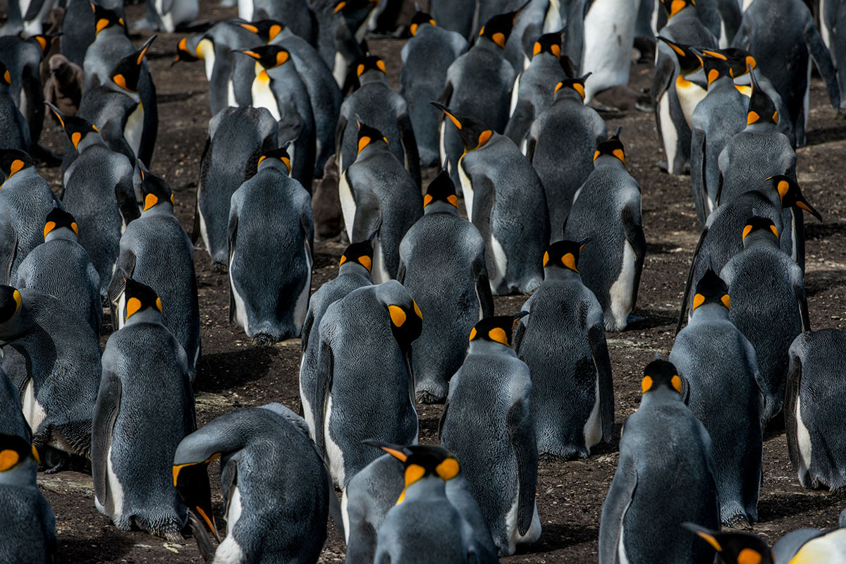 Documentary For Organizations: Frontier Penguins with Falklands Conservation