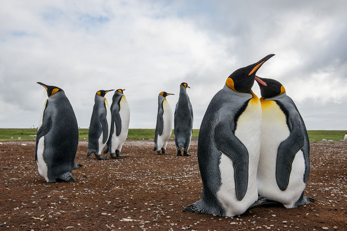 Documentary For Organizations: Frontier Penguins with Falklands Conservation
