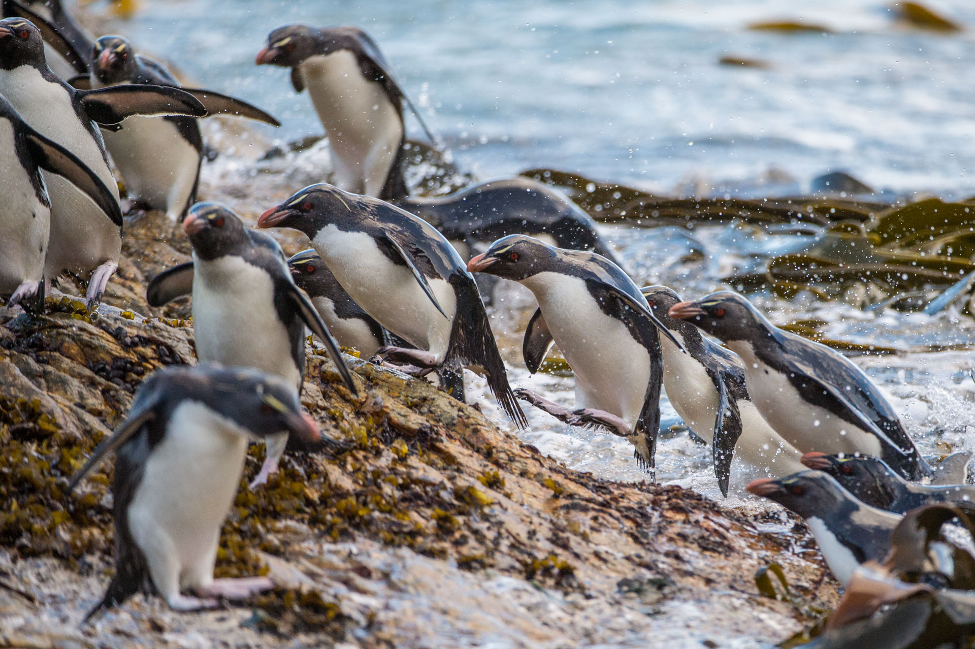Adult Southern Rockhopper Penguins, Eudyptes chrysocome, jumping out of the sea.