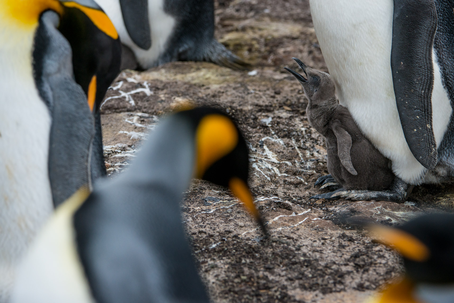 Adult King Penguins, Aptenodytes patagonicus, surrounding a chick in the colony.