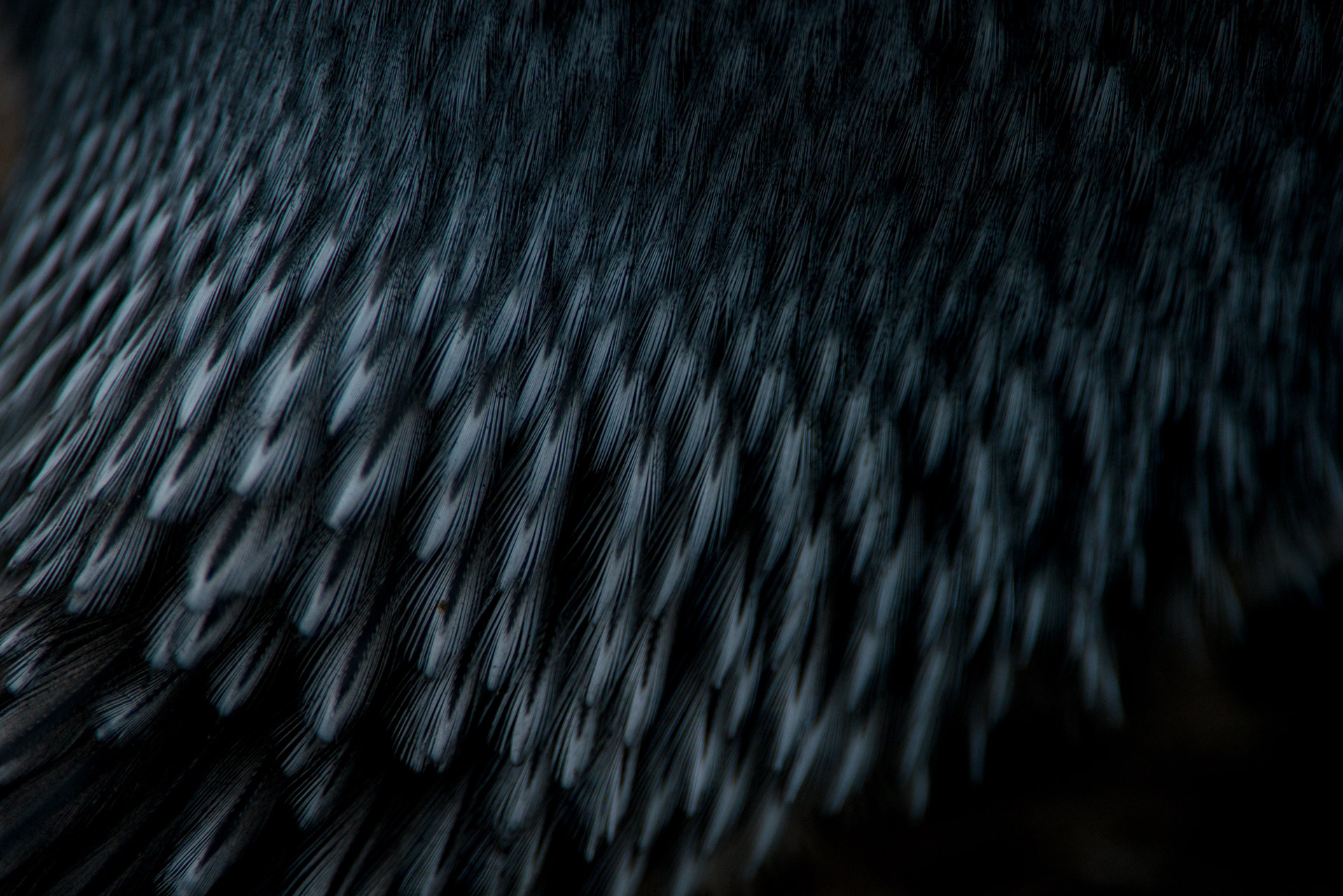 Abstract pattern of King Penguin, Aptenodytes patagonicus, tail feathers.