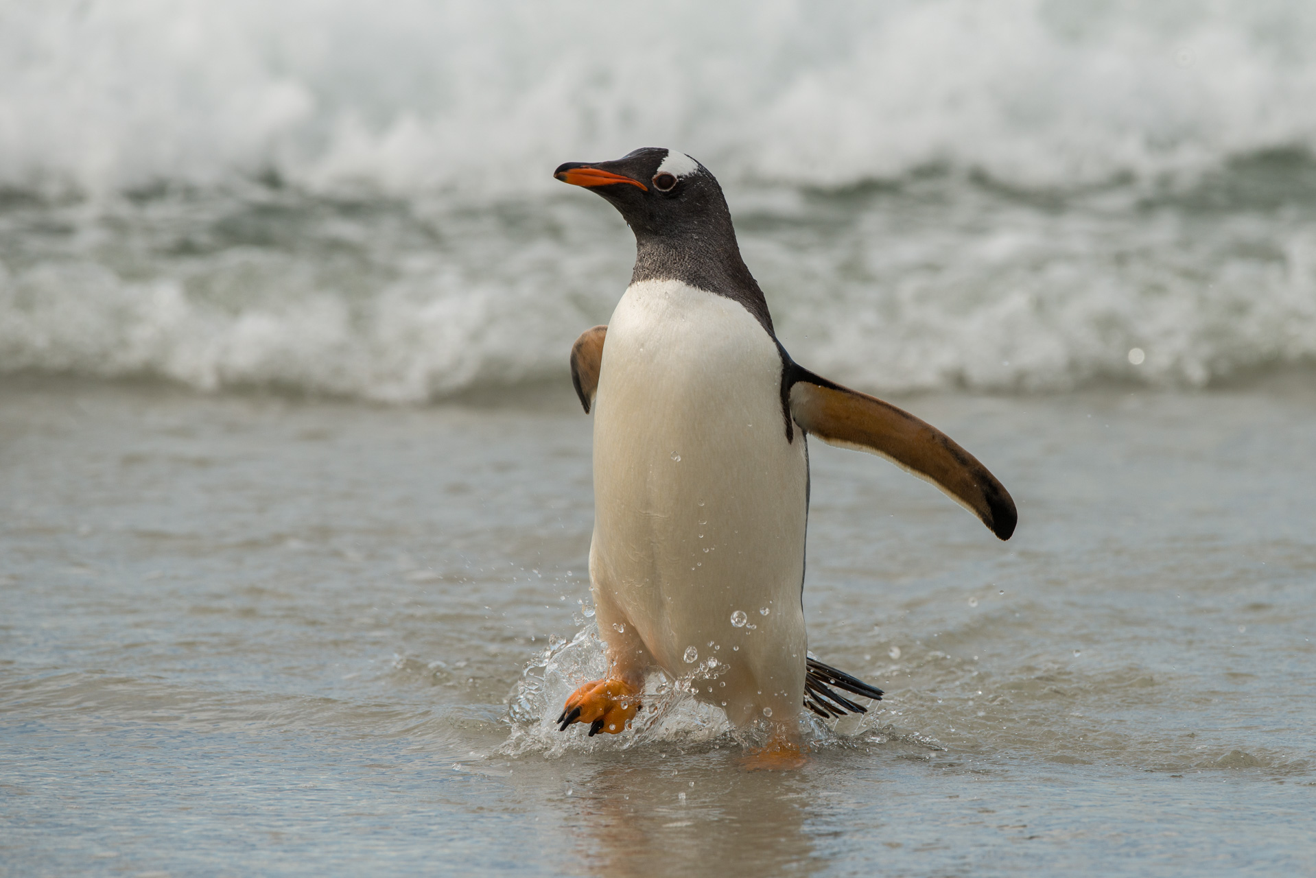 Gentoo Penguin individual exiting the sea.