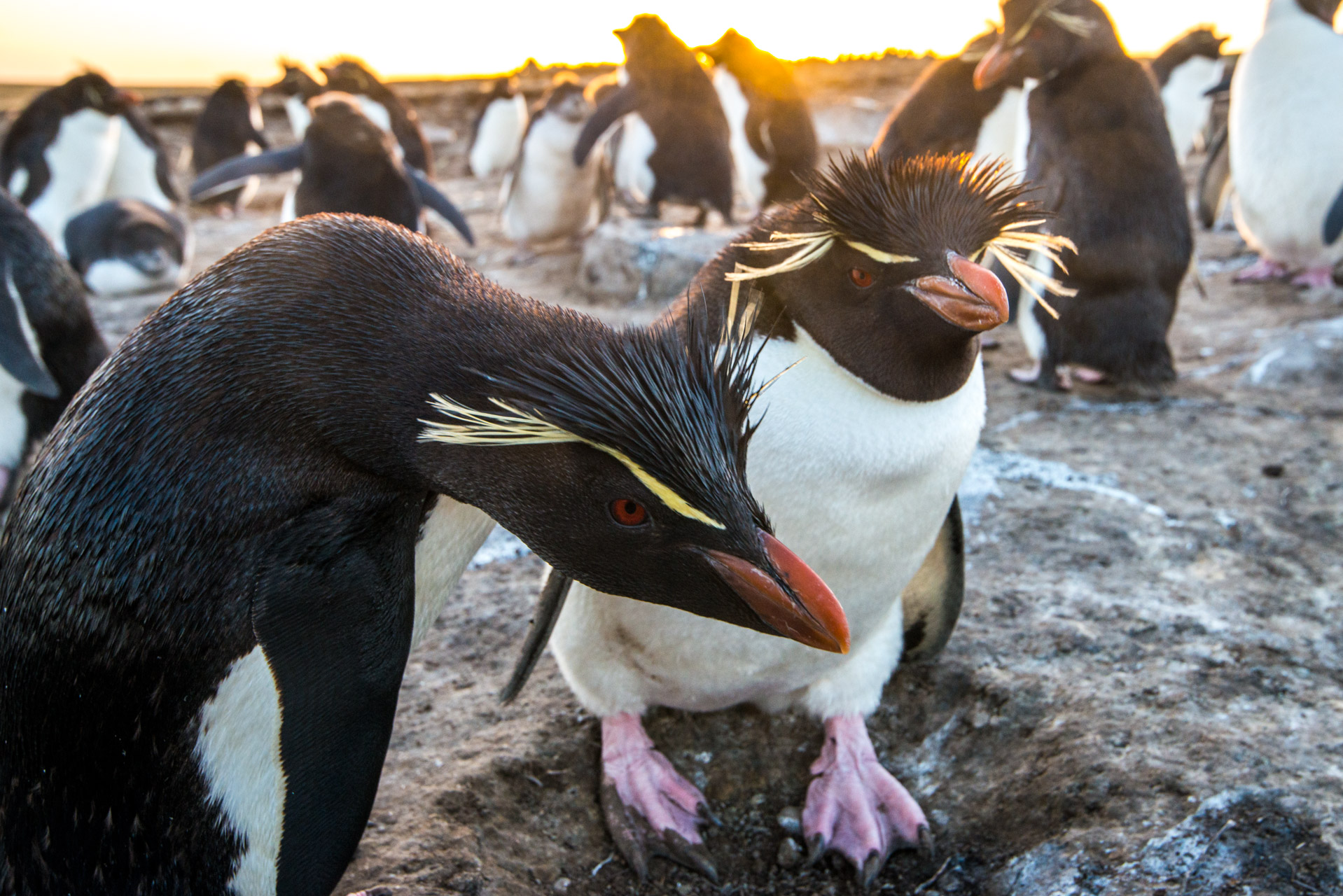 A pair of Southern Rockhopper Penguins, Eudyptes chrysocome, in the colony.