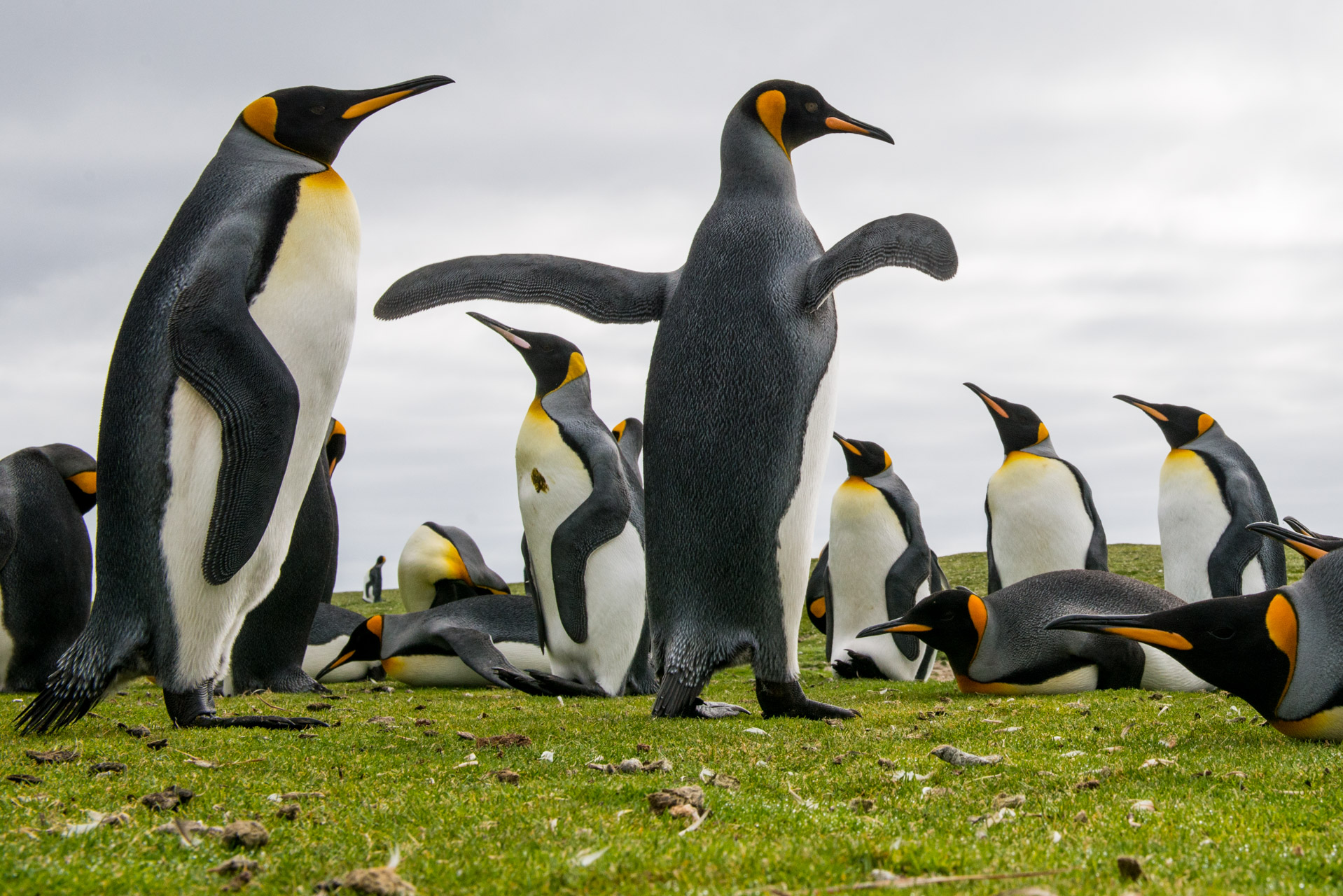 King Penguin, Aptenodytes patagonicus, stretches in colony.