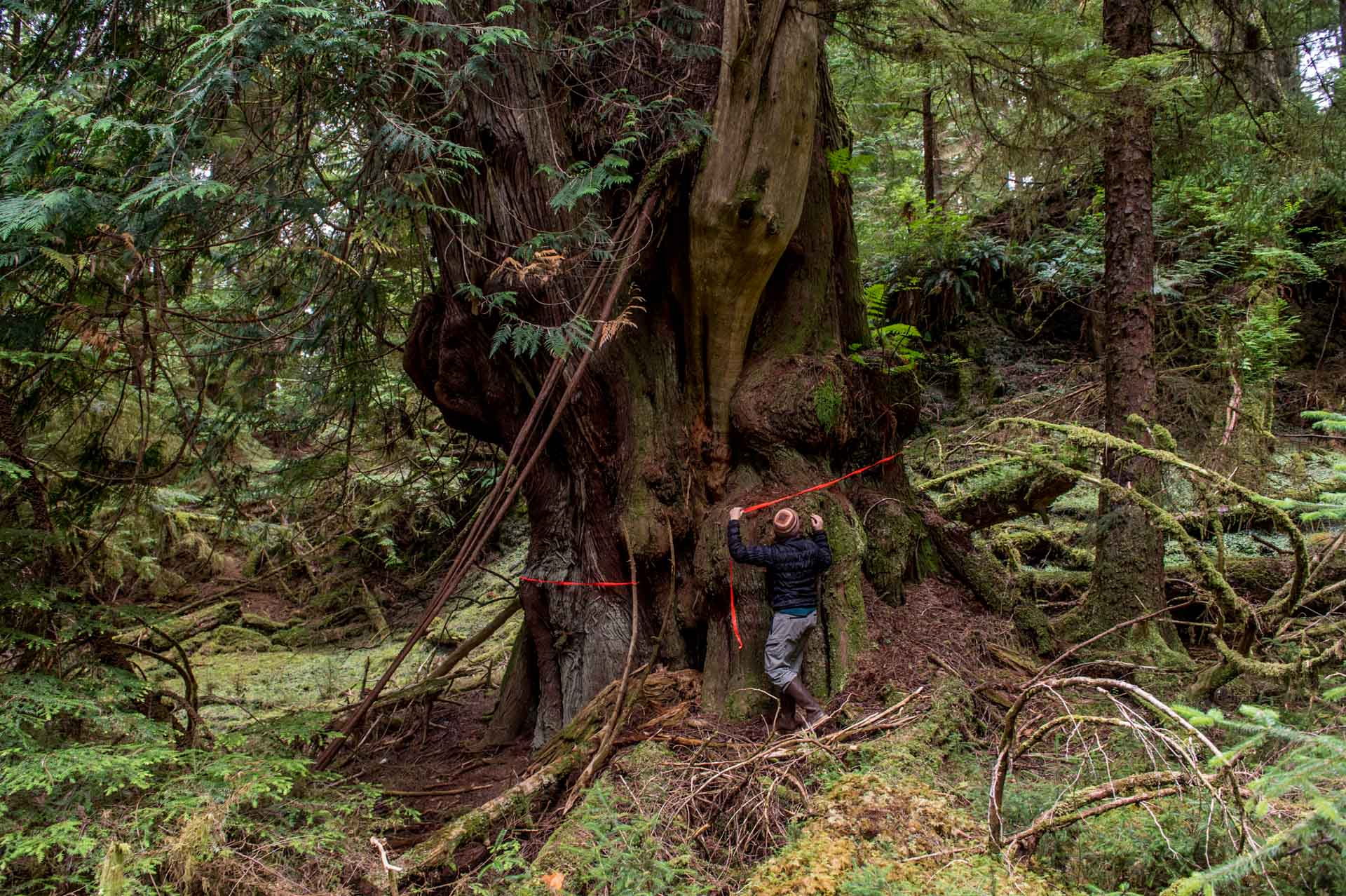 Parks Canada employee fnds a massive Cedar in the forest interior.