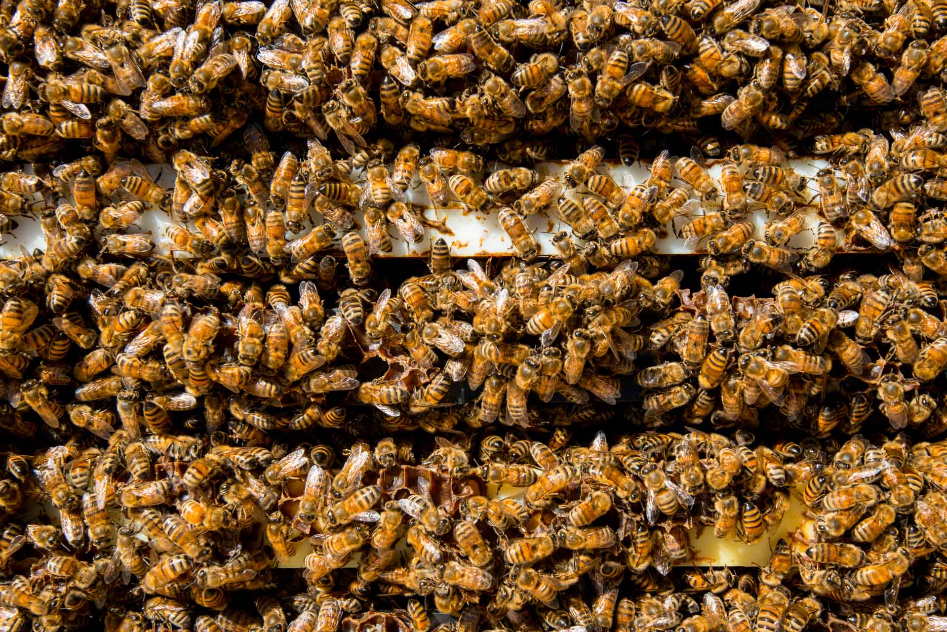 neo-honeybees-canada-00708