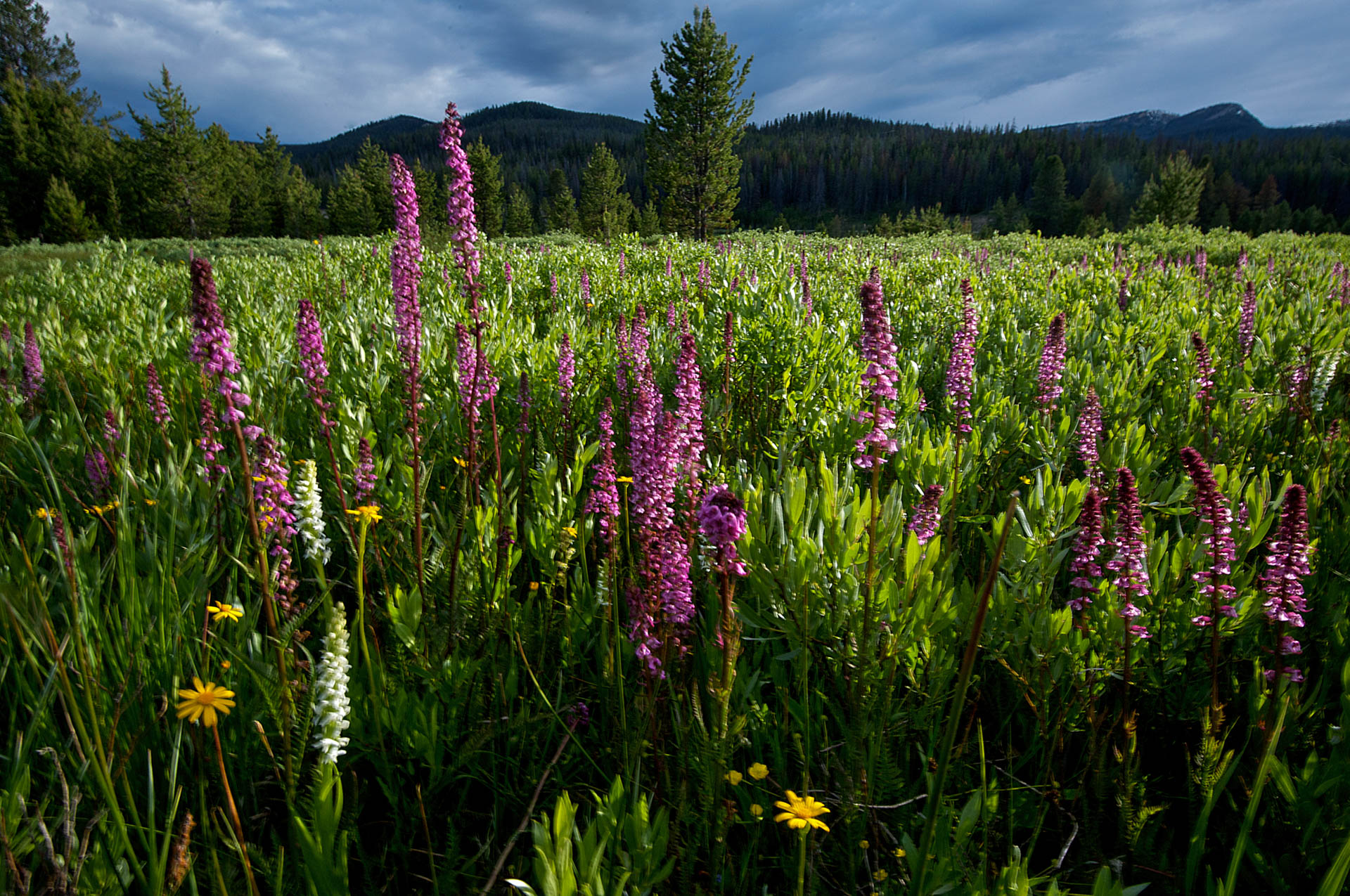 Elephantella or Elephant Head wildflowers. Pedicularis groenlandica. Idaho, USA.
