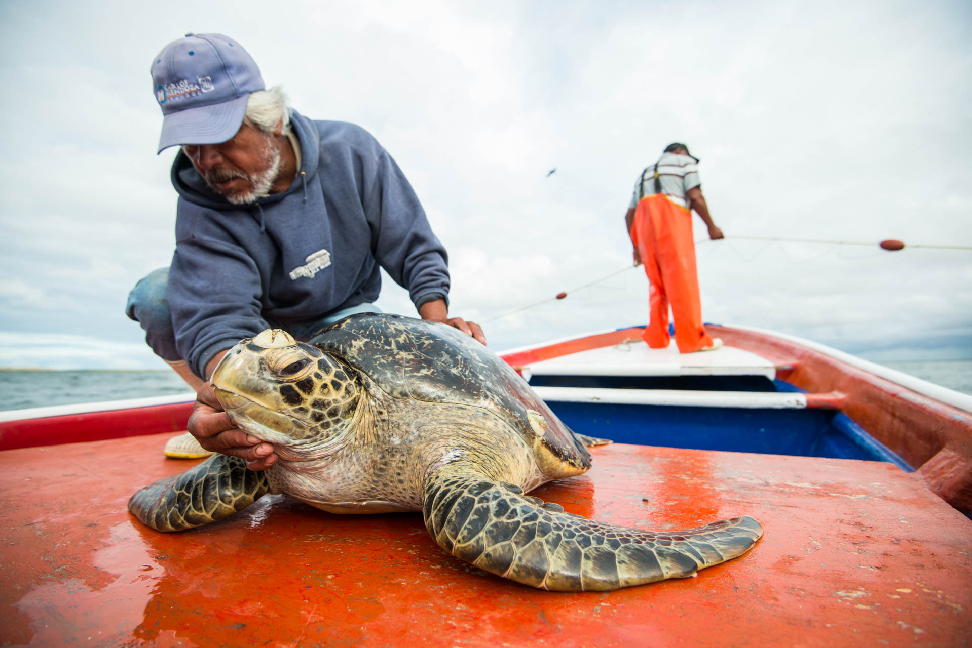 Conservationists care for a Black Sea Turtle during a research and monitoring survey. Baja California Sur, Mexico.