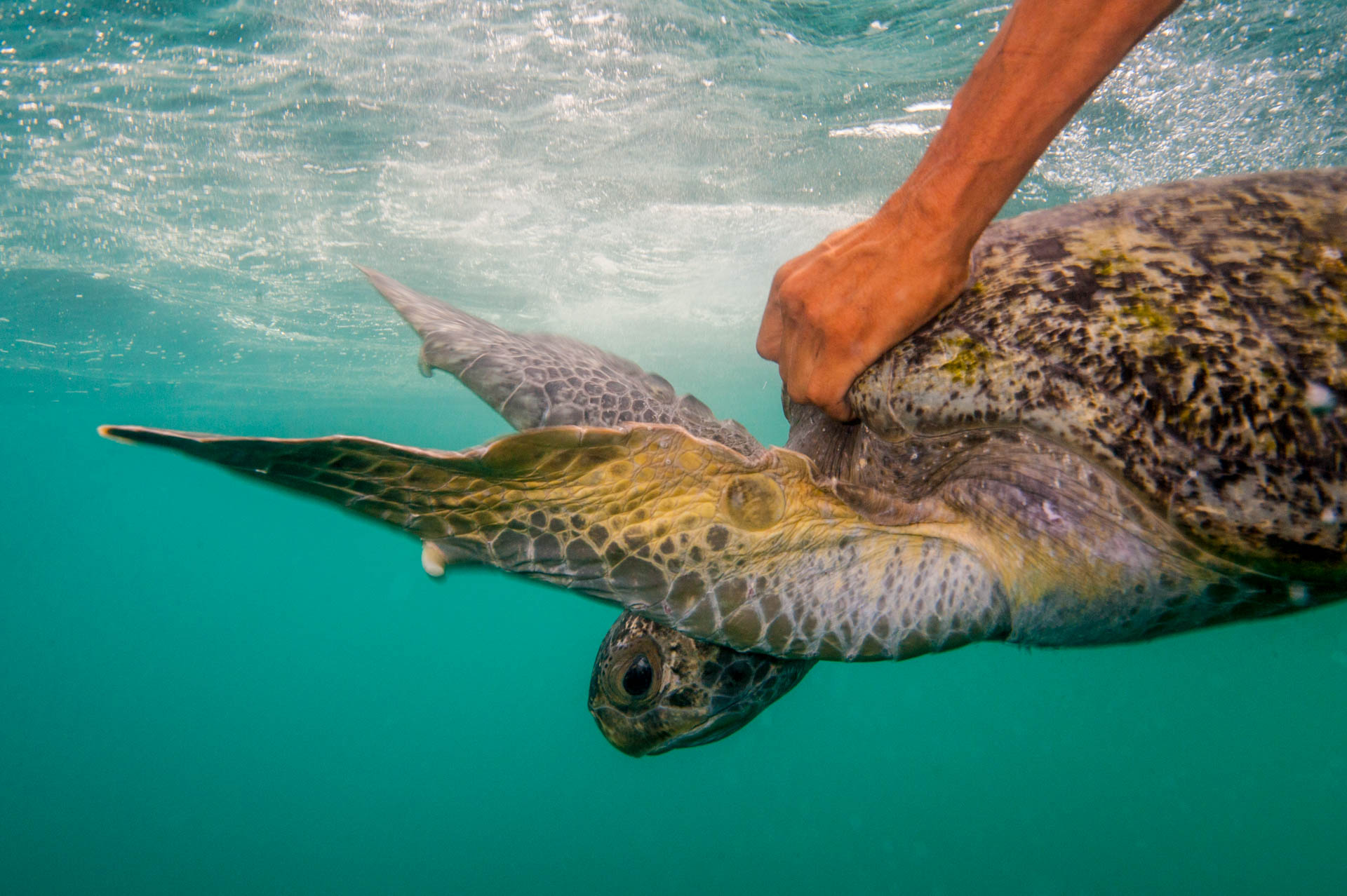 Black Sea Turtle, Chelonia mydas agassizi, being released after a health assessment by researchers in Baja California Sur, Mexico.