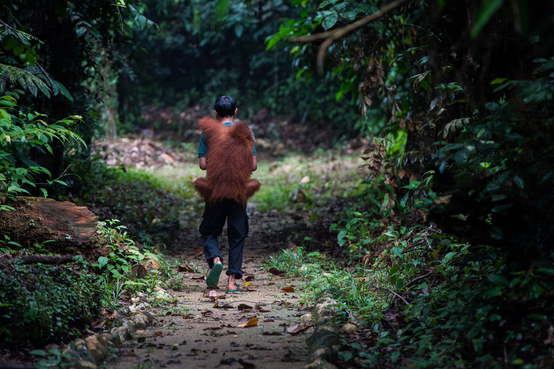 Muhammad Arifin (33), a biologist from Central Java, with Willy Tasbih, an 11-year old female Sumatran Orangutan (Pongo abelii) being released into a protected forest near Bukit Tigapuluh National Park. The Frankfurt Zoological Society, The Orangutan Project, and the World Wildlife Fund have been campaigning to obtain the management rights for two forestry concession blocks adjacent to the Bukit Tigapuluh National Park in Sumatra, Indonesia. Recently, the Indonesian Ministry of Environment and Forestry granted the licence for an Ecosystem Restoration Concession, an innovative way to preserve native forest areas from logging. With this new conservation concession 39,000 hectares have been made available to orangutans for at least 60 years. The area directly adjoins the 145,000 hectare Bukit Tigapuluh National Park.