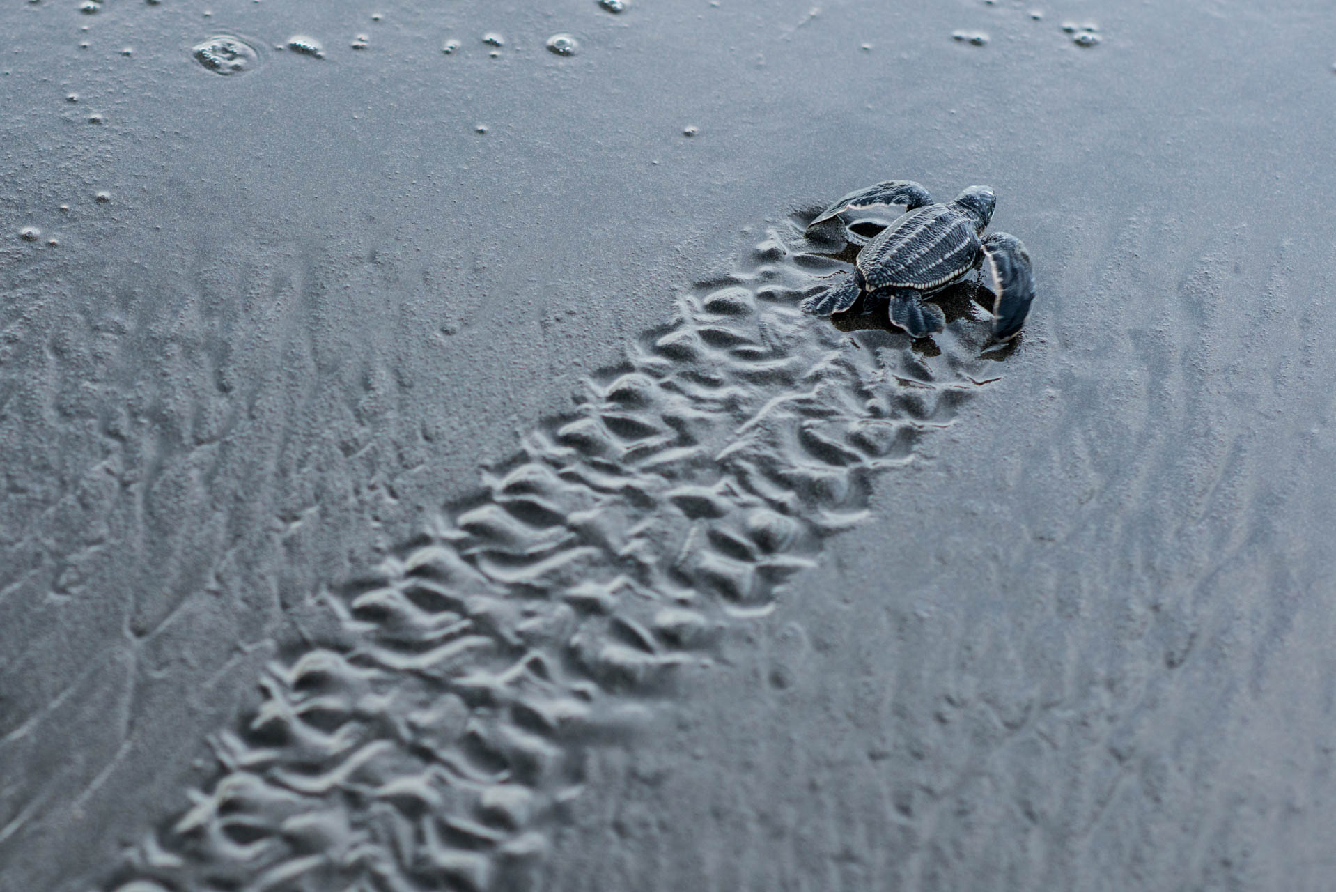 Leatherback Sea Turtle, Dermochelys coriacea,  hatchling leaving track on beach.