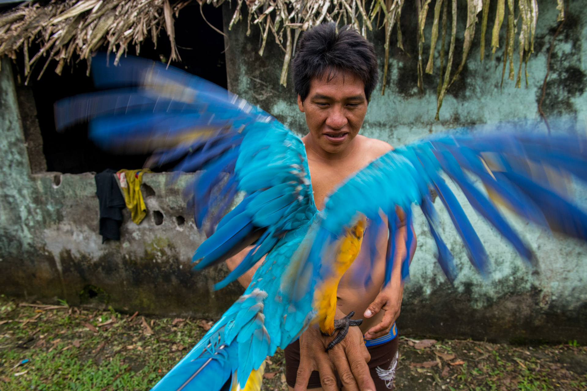 A Blue-and-yellow Macaw (Ara ararauna), also known as the Blue-and-gold Macaw in the hands of Bogui Ahua from the Waorani community of Guiyero. Guiyero, Yasuni National Park, Ecuador.