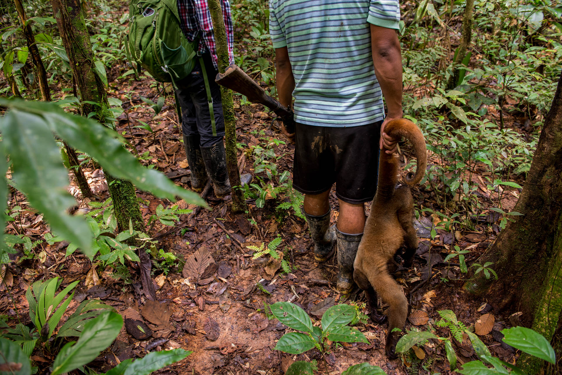 Wolly Monkey ready to be carried out of the forest after a hunt. Ecuador.