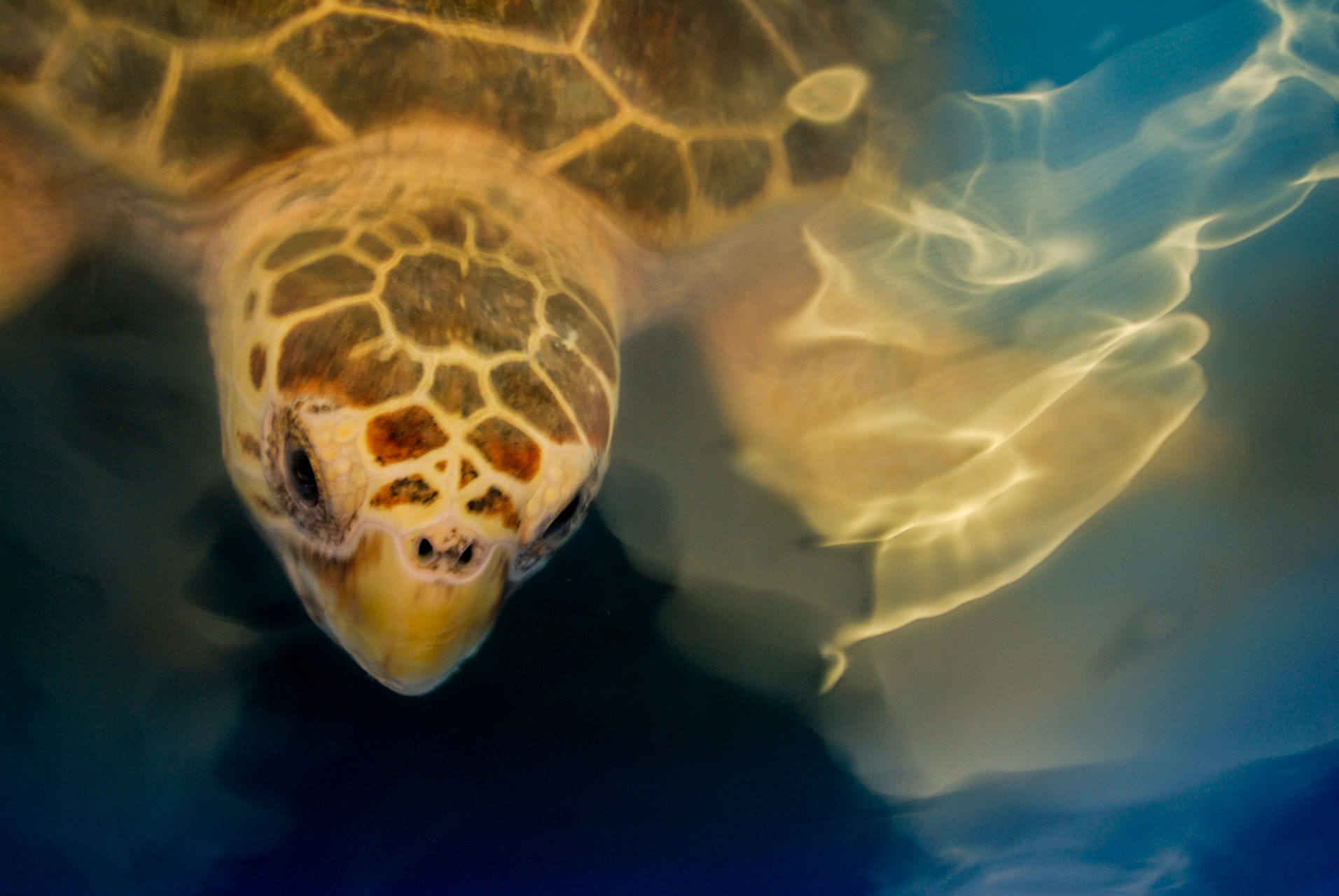 Loggerhead Sea Turtle, Caretta caretta, Karen Beasley Rehabilitation Center, Topsail Island, North Carolina, USA
