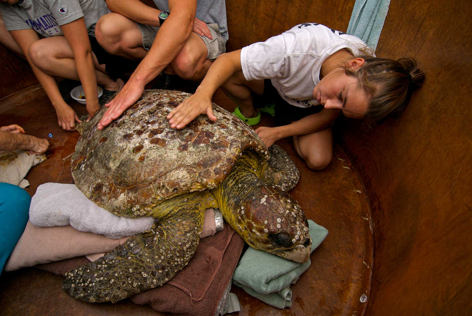 Lisa Rodriquez, a volunteer staff member from the Karen Beasley Rehabilitation Center comforts a loggerhead sea turtle while assessing health. The large female washed up on a beach north of Topsail. Caretta caretta. Karen Beasley Rehabilitation Center, Topsail Island, North Carolina, USA.