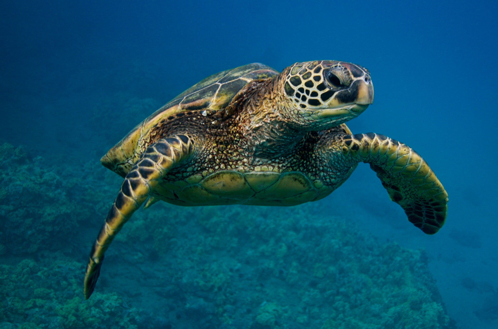 Green Sea Turtle. Chelonia mydas. Maui, Hawaii, USA.