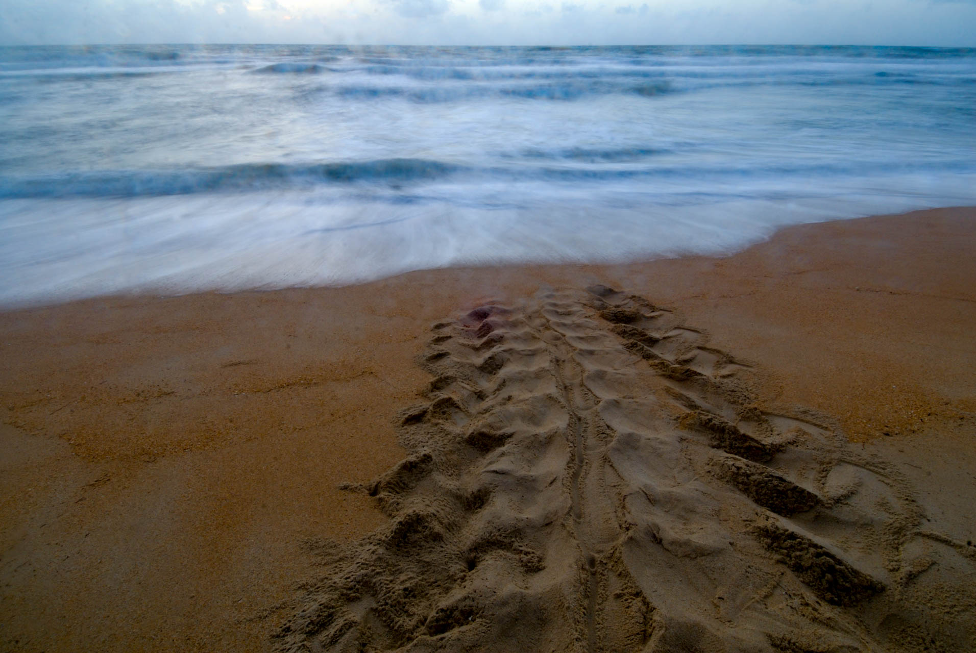 Leatherback sea turtle track. Dermochelys coriacea. Trinidad.