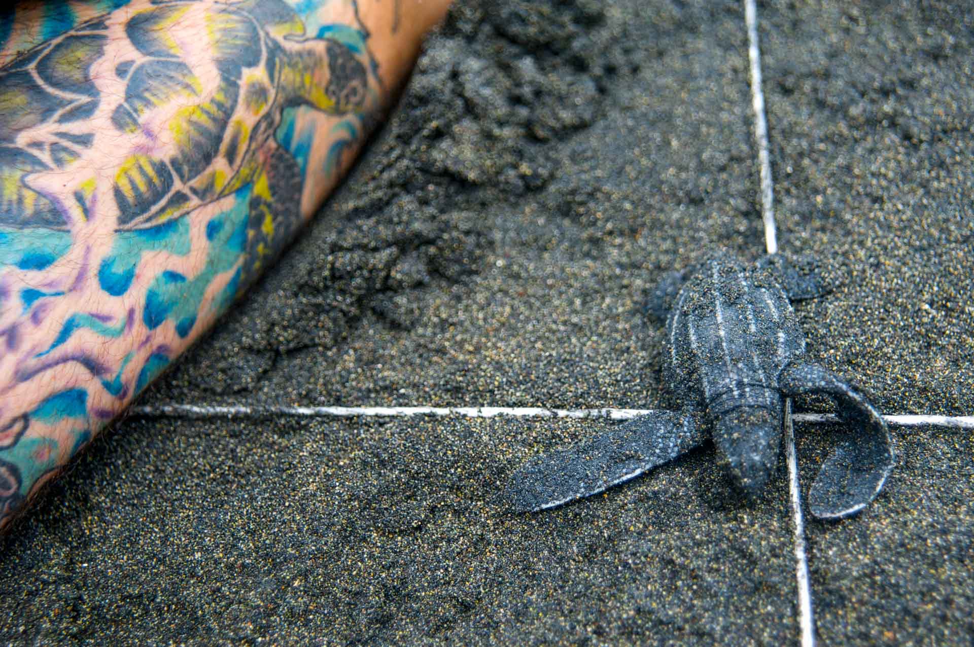 Leatherback sea turtle hatchling in hatchery. Dermochelys coriacea. Gandoca, Costa Rica.