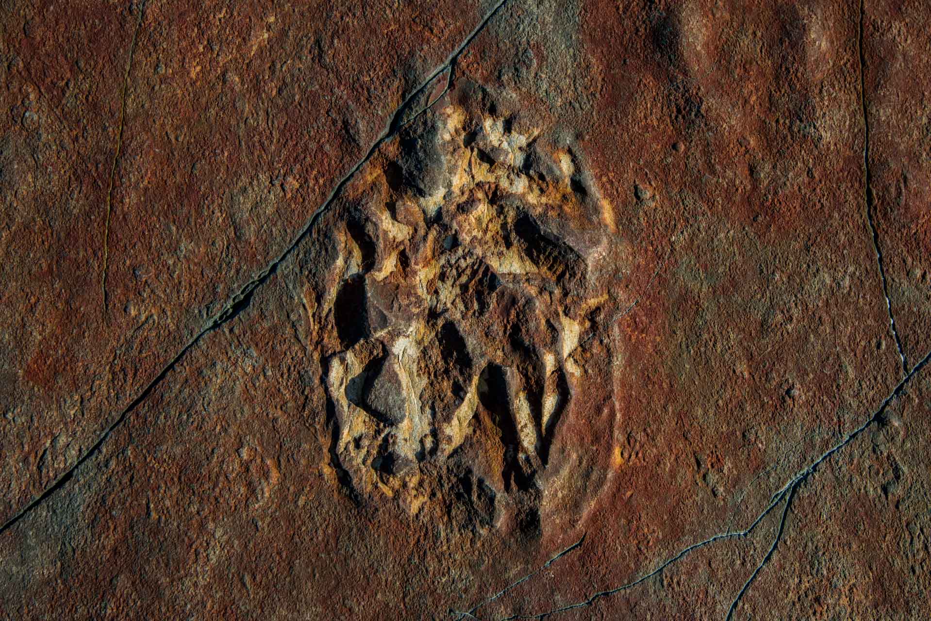 neo-fossils-canada-4386