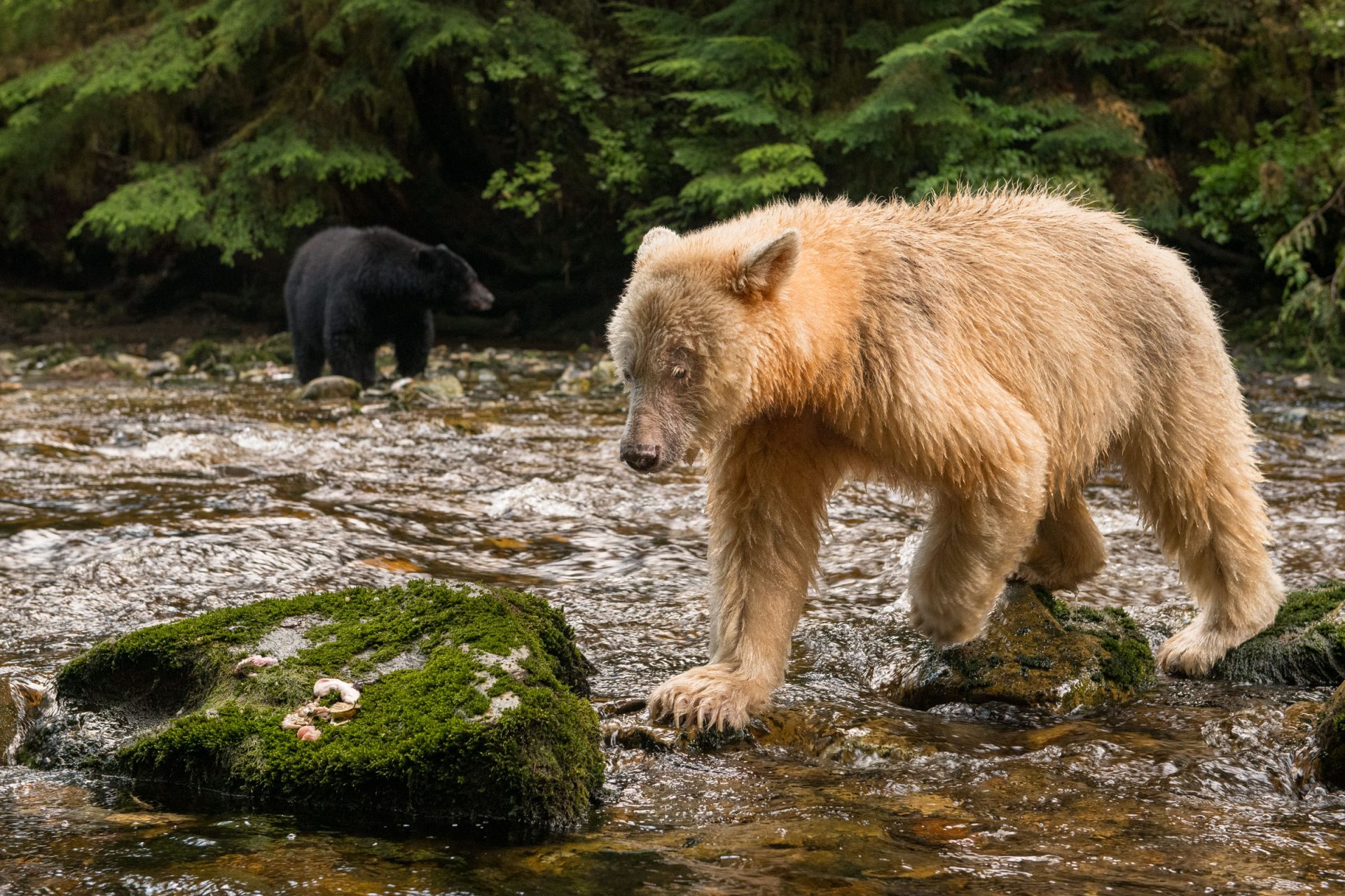A female spirit bear, or kermode bear (Ursus americanus kermodei), known as "Ma'ah," crosses rocks in a river looking for passing salmon, while a black bear (Ursus americanus) fishes in the background. According to previously published data, black-coated bears are only successful at catching a fish 1/4 of the time, while white-coated bears do so at a rate of 1/3 of the time, given them an advantage that reseachers say is related to their white fur. Great Bear Rainforest, British Columbia, Canada.