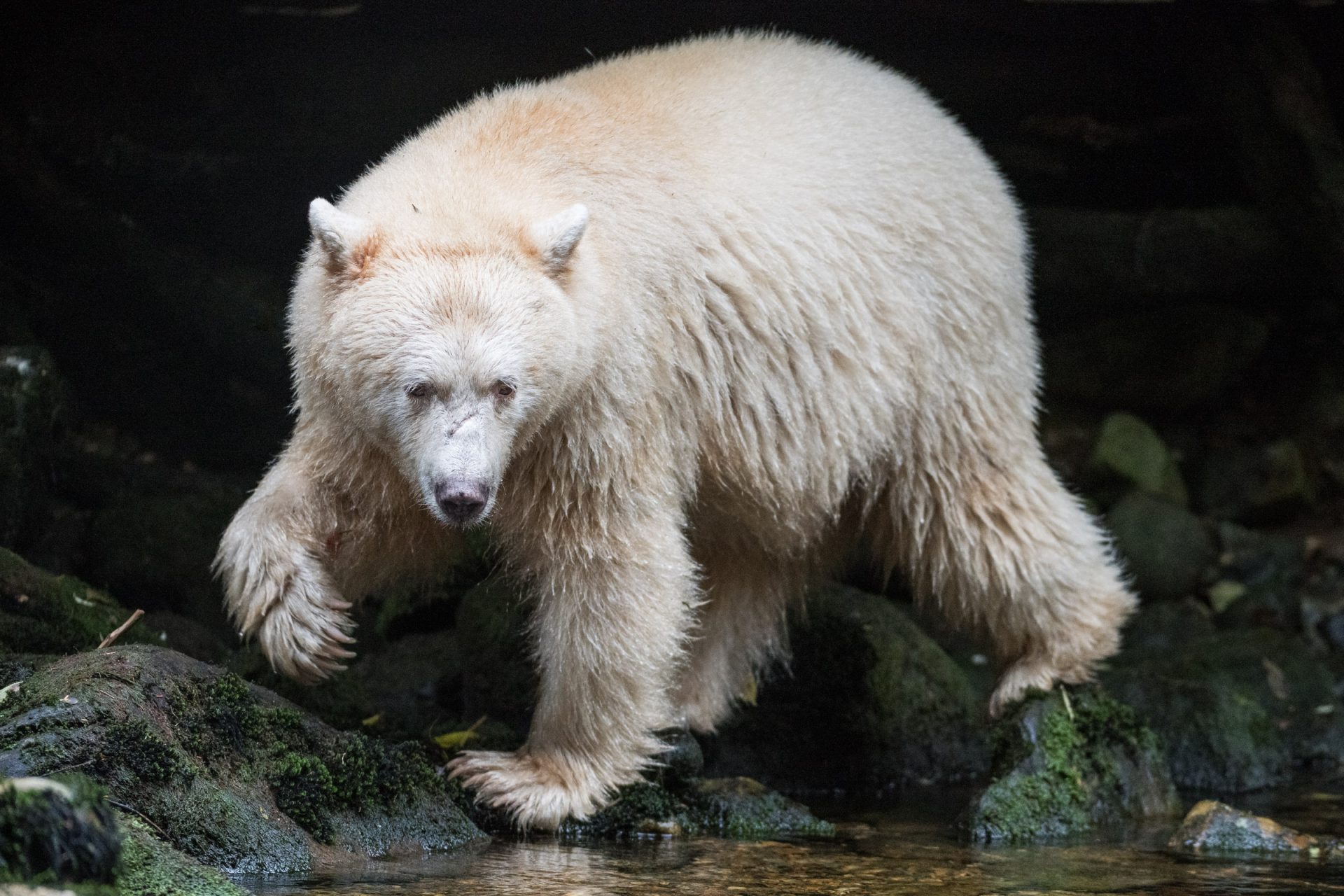A spirit bear, or kermode bear (Ursus americanus kermodei), known as "Warrior," wades through a river looking for spawning salmon. The kermode bear is neither albino or polar bear, but rather the white fur is formed from a recessive mutation of the MC1R gene. Great Bear Rainforest, British Columbia, Canada.