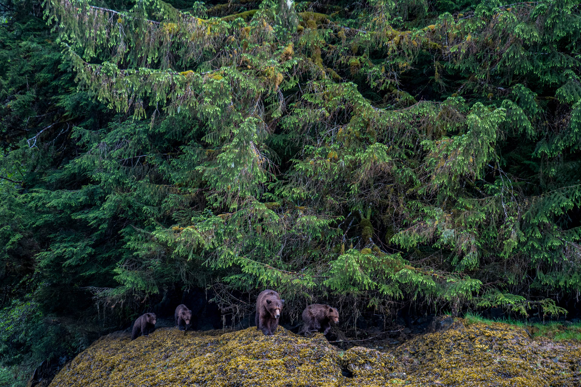 A sow Grizzly Bear, Ursus arctos, and her cubs emerge from the forest in Khutzeymateen Provincial Park, or the Khutzeymateen Grizzly Bear Sanctuary.