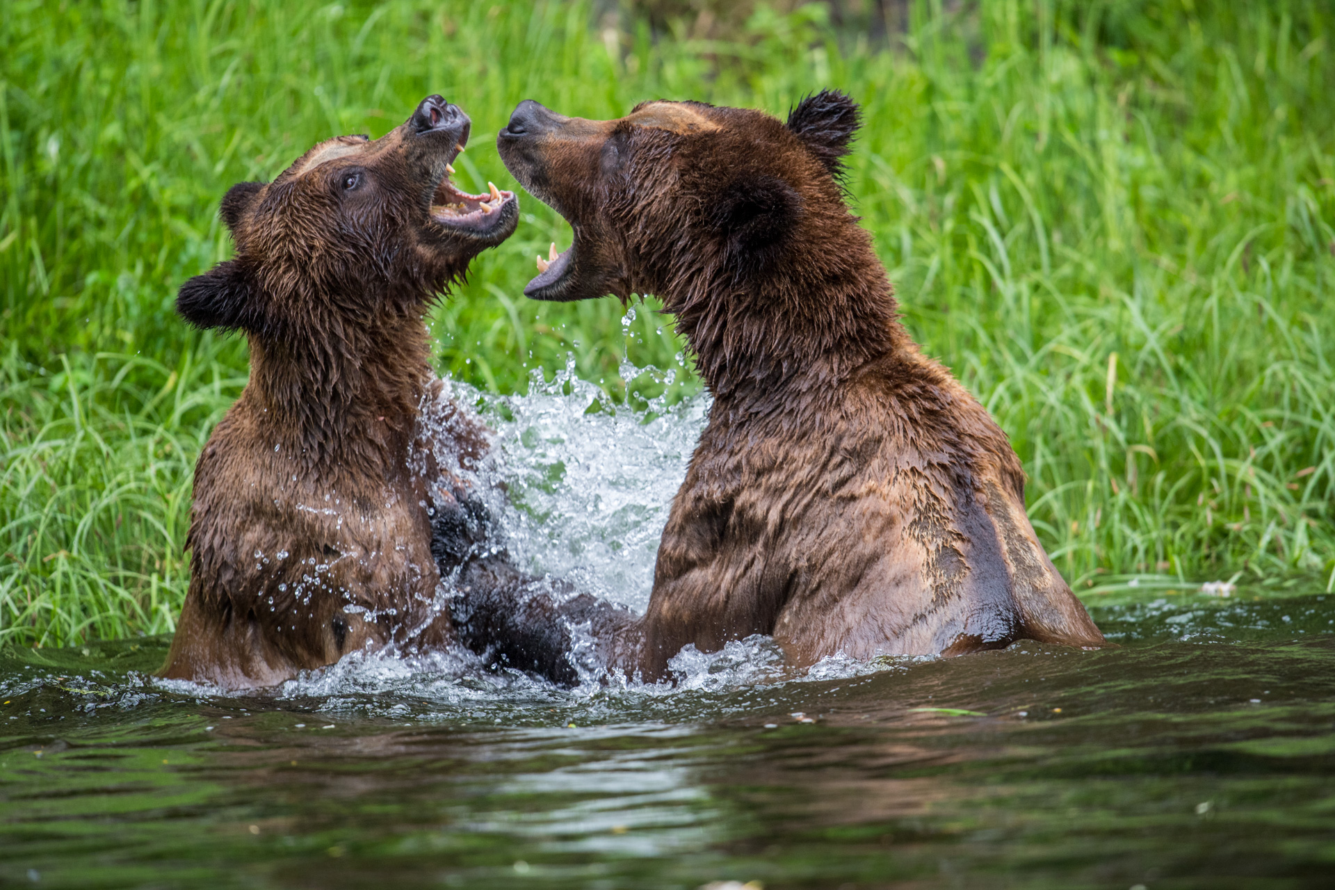 Sub-adult Grizzly Bears, Ursus arctos, playfully wrestle in water in Khutzeymateen Provincial Park, or the Khutzeymateen Grizzly Bear Sanctuary.
