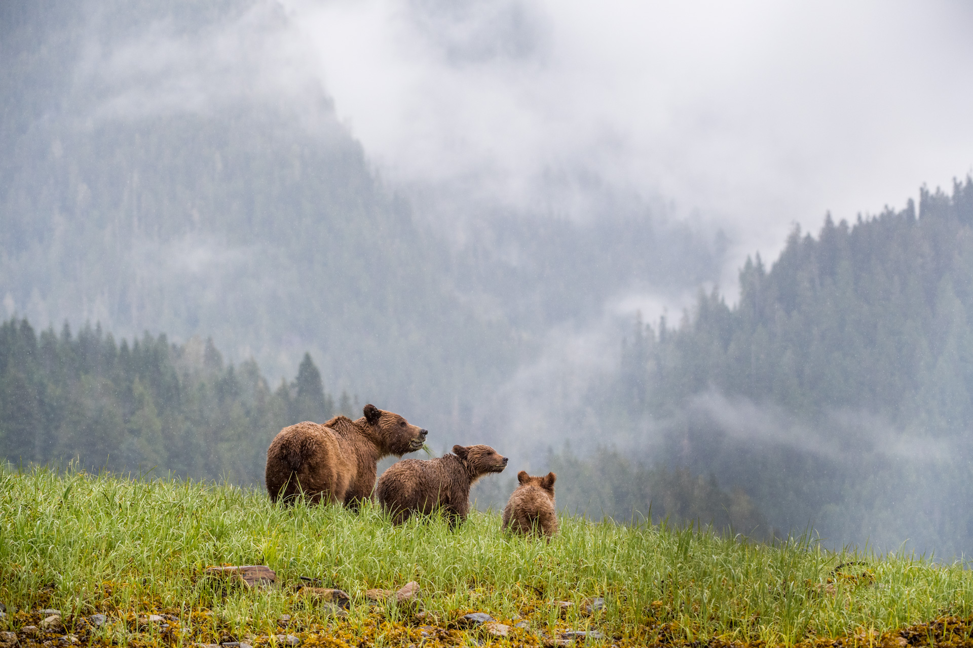A sow Grizzly Bear, Ursus arctos, and her two cubs.