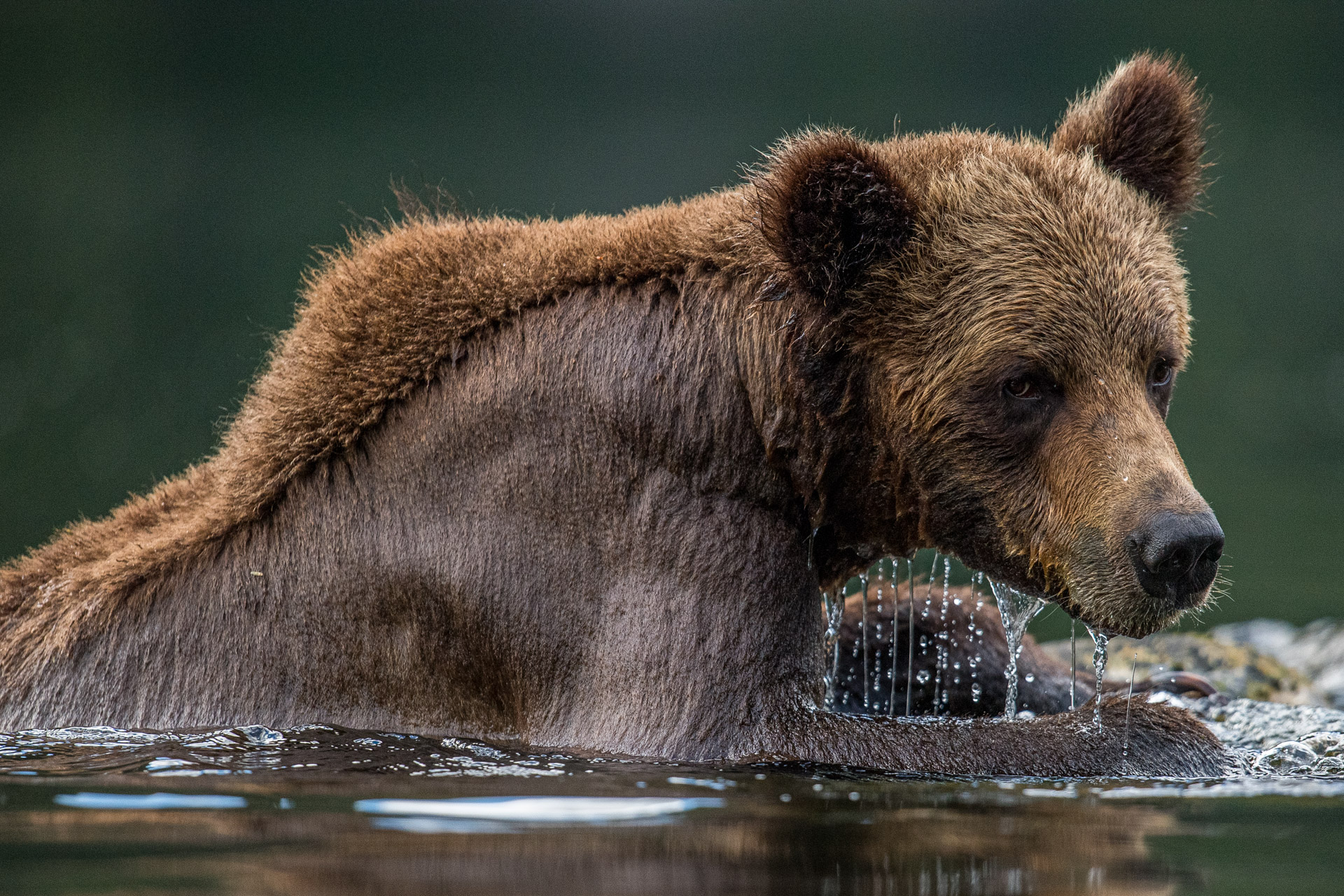 A sub-adult Grizzly Bear, Ursus arctos, emerges from water in Canada’s first and only grizzly sanctuary, the Khutzeymateen Provincial Park, or K’tzim-a-deen Grizzly Bear Sanctuary.
