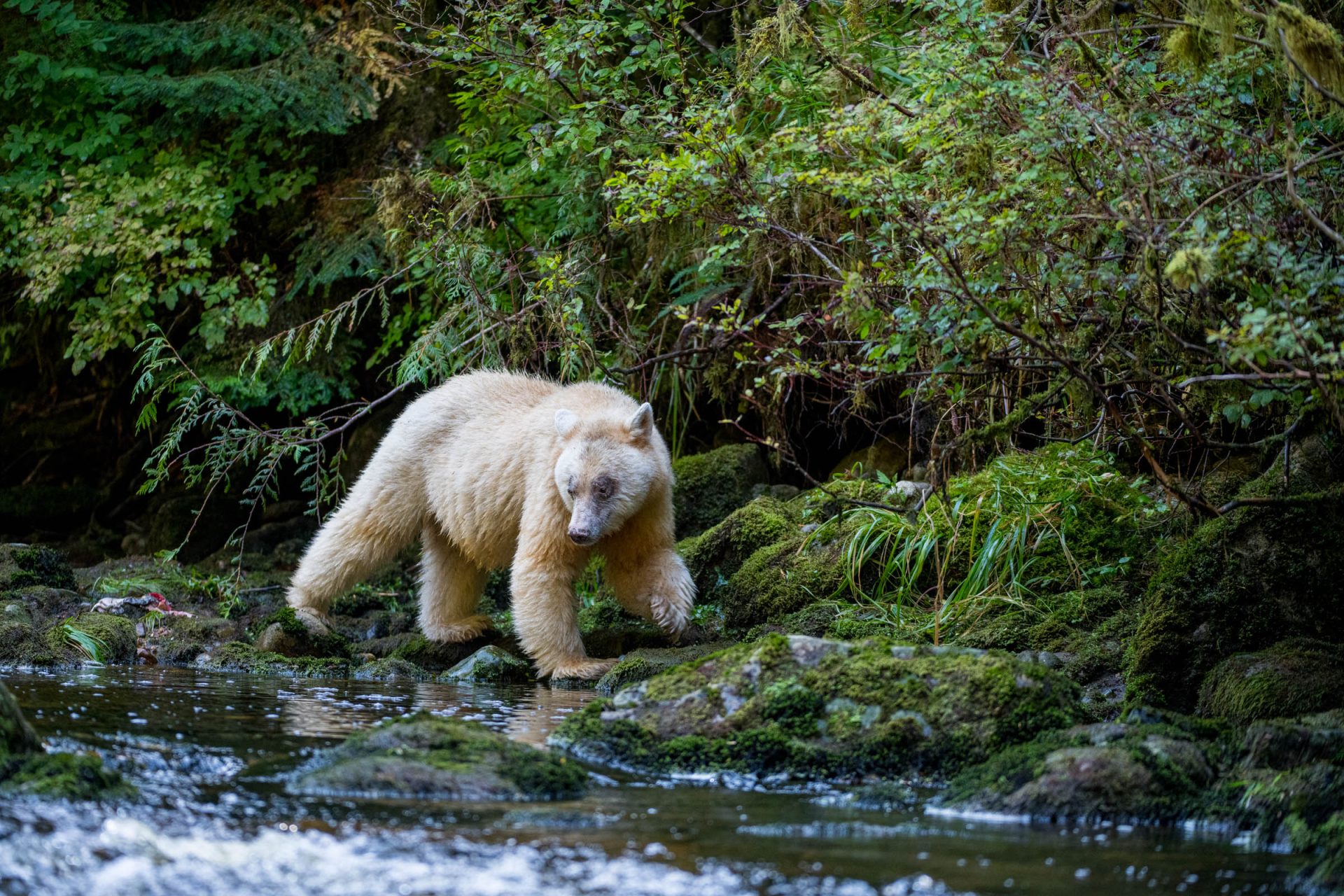 A female spirit bear, or kermode bear (Ursus americanus kermodei), known as "Ma'ah," wades through a river looking for spawning salmon. Great Bear Rainforest, British Columbia, Canada.