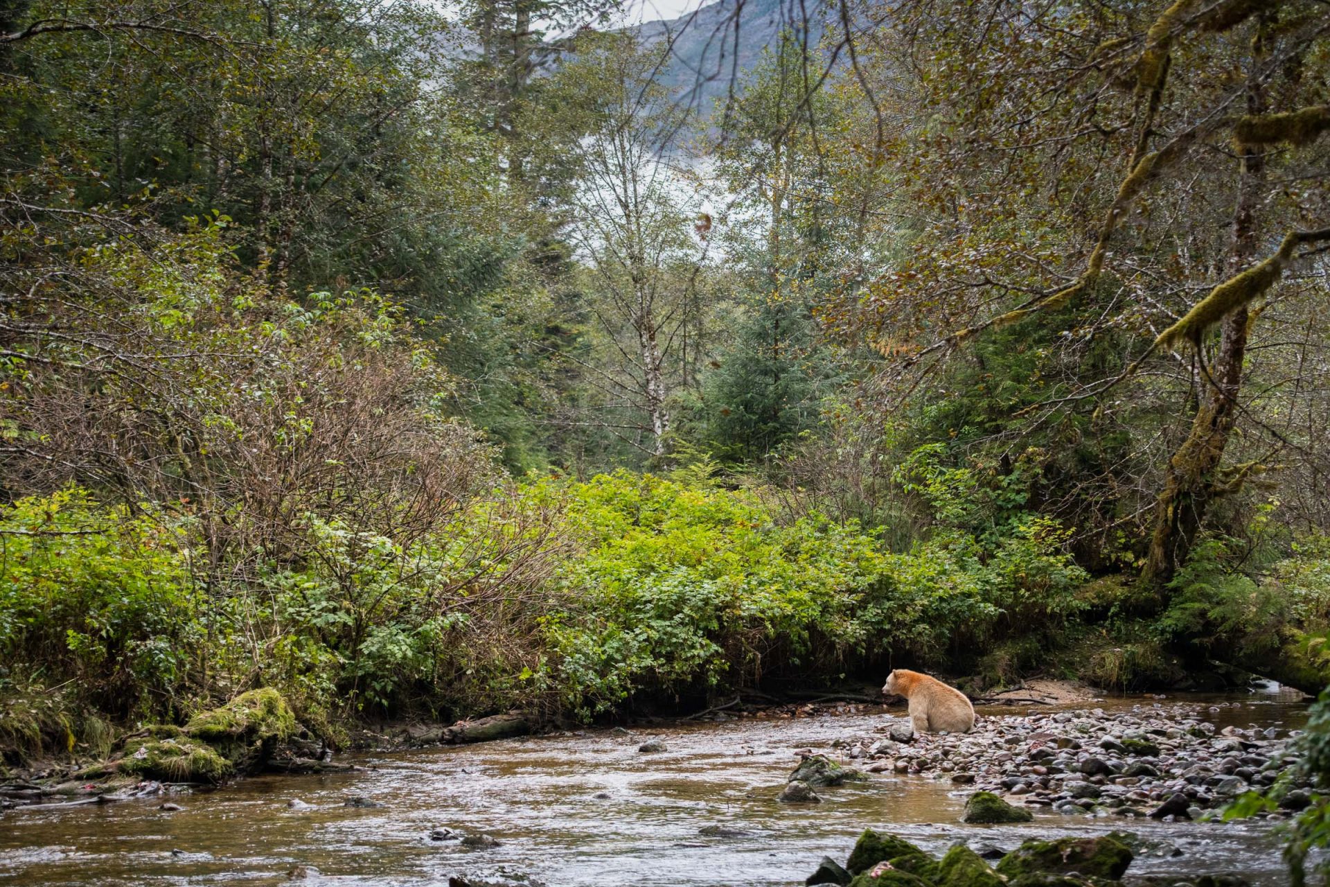 A male spirit, or kermode bear (Ursus americanus kermodei), known as "Boss," watches for fish in a salmon spawning river. Great Bear Rainforest, British Columbia, Canada.