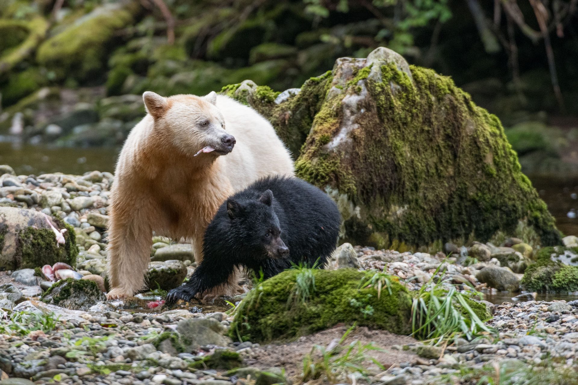A female spirit, or kermode bear (Ursus americanus kermodei), known as "Strawberry," feeds scraps of fish to her cub, "Blackberry," near a salmon spanwing river. Researchers have confirmed that two bears with black coats can produce a white-coated cub if both mother and father have a recessive trait for Kermodism. Kermodism is produced by a recessive mutation at the MC1R gene and this white fur phenotype occurs only in approximately 1 of 40 to 100 black bears on the BC coast. Great Bear Rainforest, British Columbia, Canada.