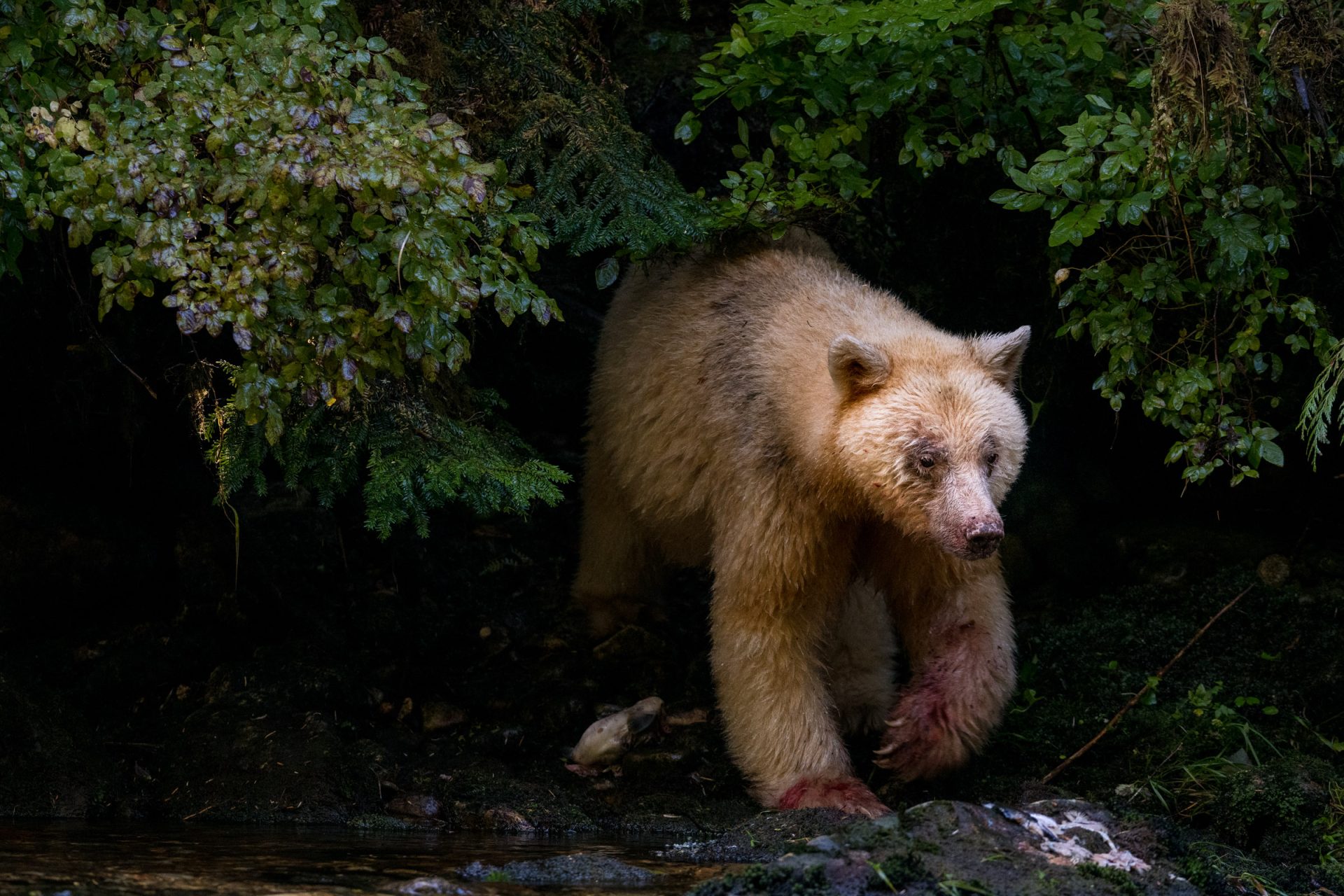 A spirit bear, or kermode bear (Ursus americanus kermodei), paws stained with blood, emerges from the treeline to return to the river to feed on salmon. These bears have been known to catch more than a dozen fish in a day. Great Bear Rainforest, British Columbia, Canada.