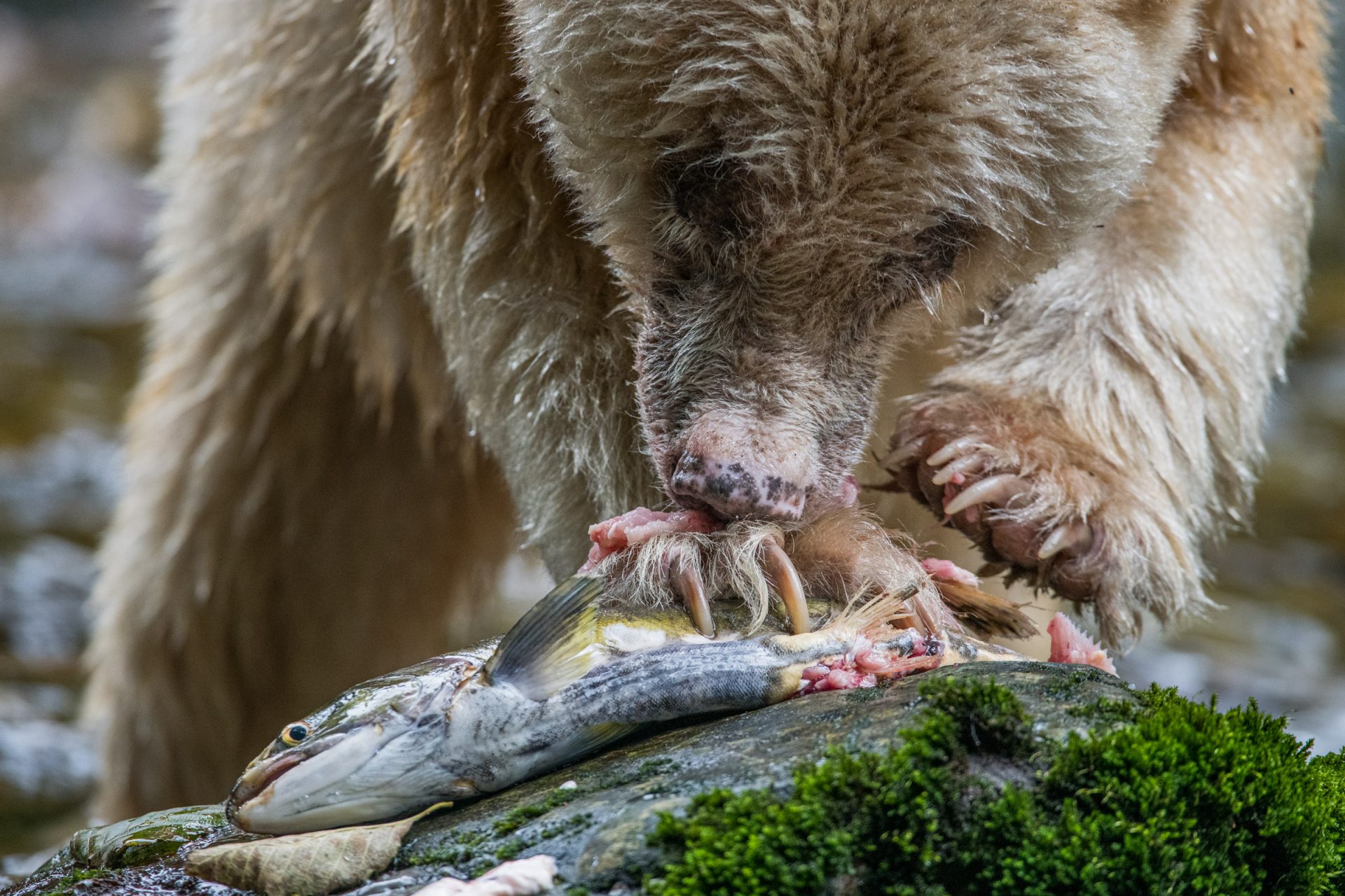 A female/male spirit, or kermode bear (Ursus americanus kermodei), known as "Ma'ah," devours a pink, or humpback salmon (Oncorhynchus gorbuscha), the smallest and most abundant of the Pacific salmon. Great Bear Rainforest, British Columbia, Canada.